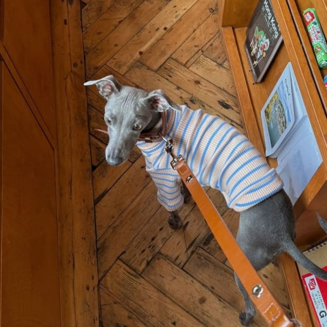 Catch Me Outside Dog Sweatshirt