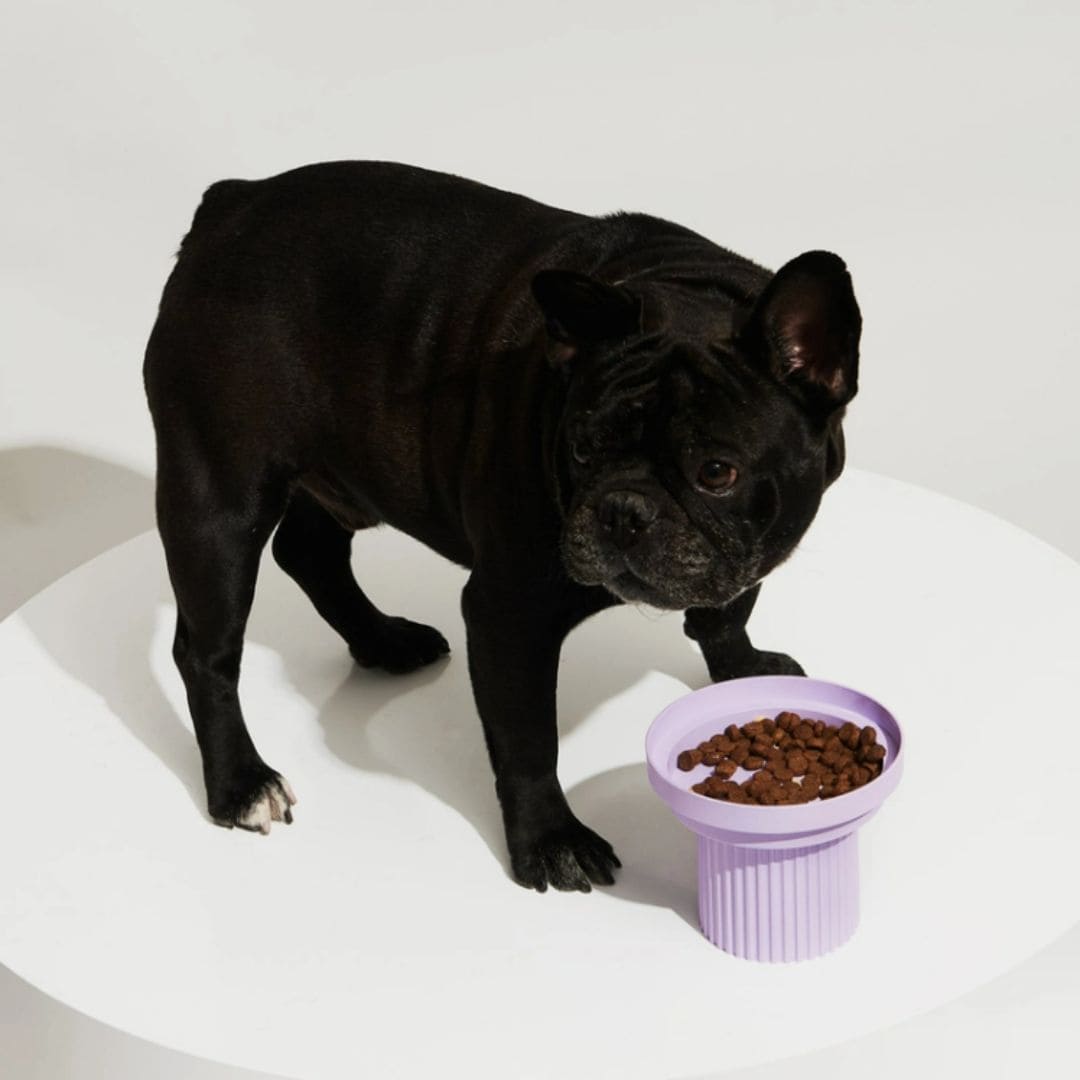 Teeth Party Pet Bowl