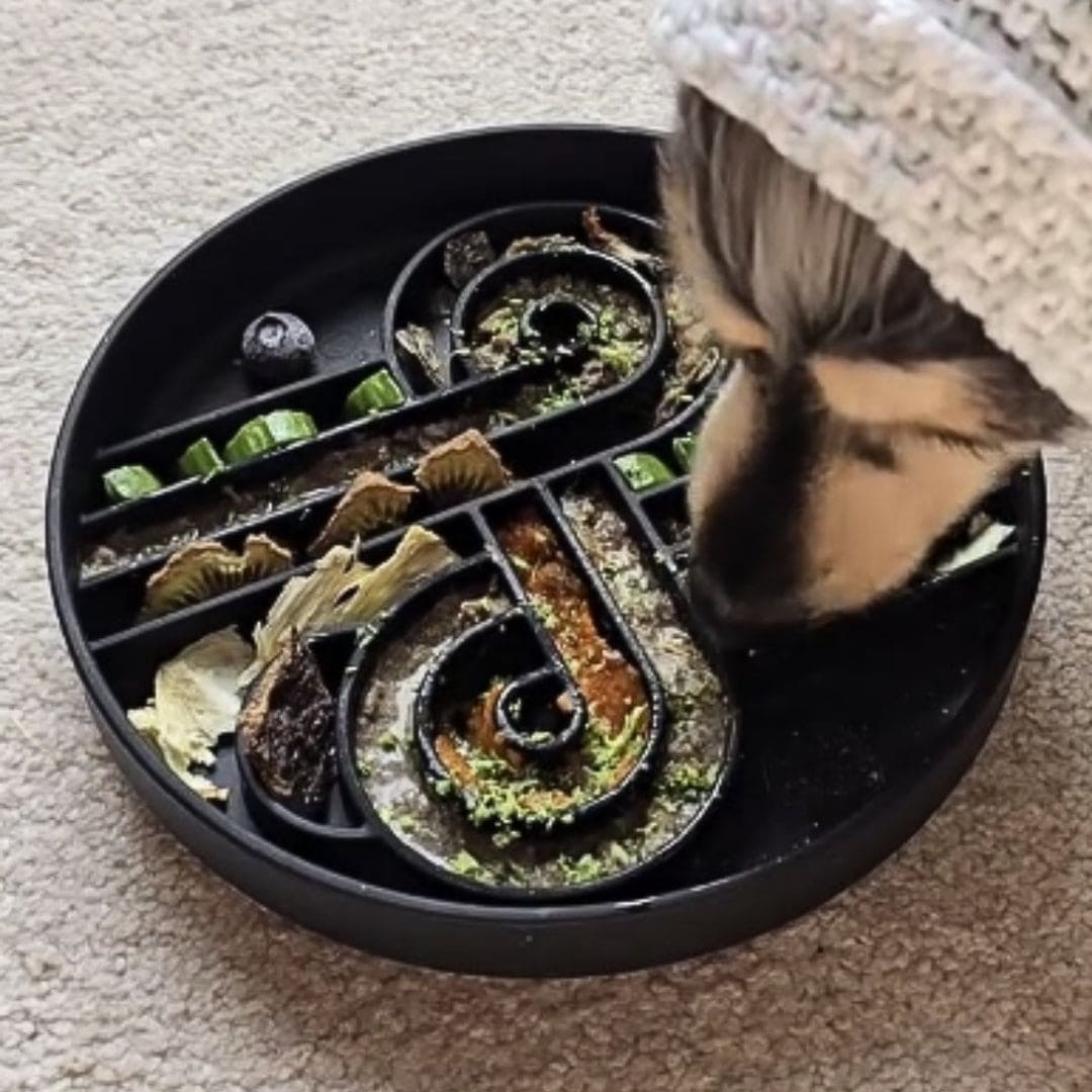Zoomies Slow Feeder Bowl | Blackberry
