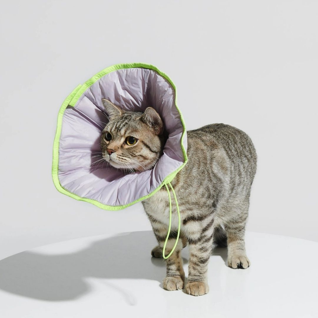 Why Stylish Elizabeth Dog Collars Are Essential for Dog Recovery