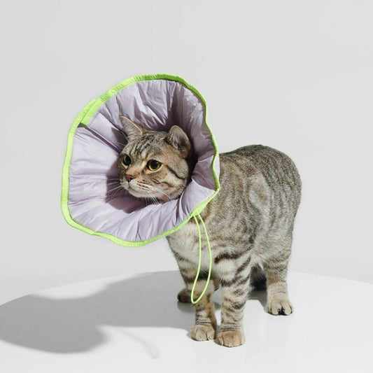 Why Stylish Elizabeth Dog Collars Are Essential for Dog Recovery