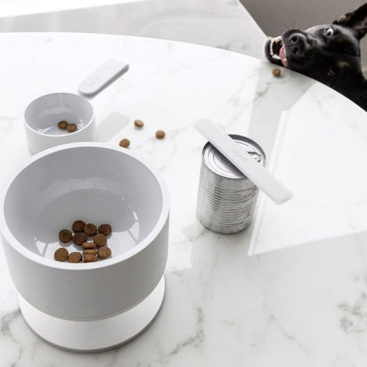 Modern Dog Bowls: How to Choose a Stylish Dog Bowl for Your Home