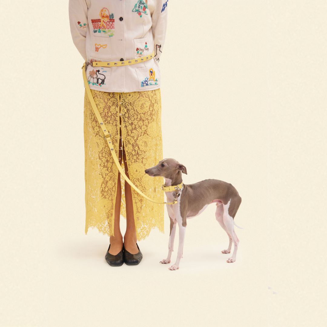 How to Choose the Best Dog Leash for Daily Walks, Training, and Travel