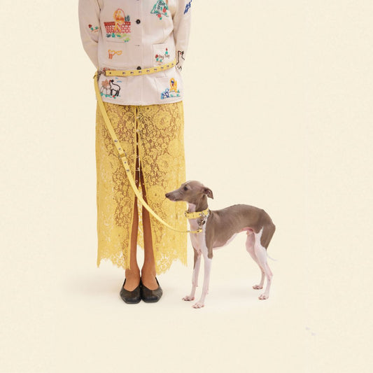 How to Choose the Best Dog Leash for Daily Walks, Training, and Travel