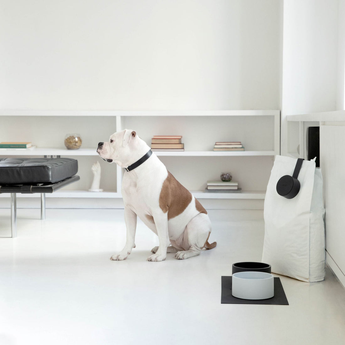 Because They Deserve Luxury, Too: 10 Designer Luxury Dog Accessories That Elevate Everyday Moments