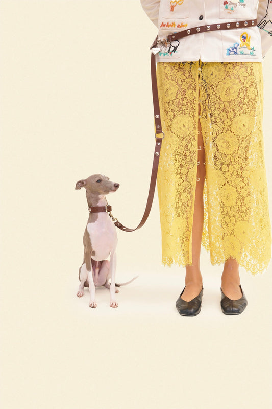 Hands-Free Dog Leashes: Are They Worth It for Urban Dog Owners?