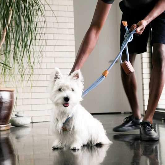 5 Top Stylish Dog Accessories to Elevate Your Pup’s Fashion Game