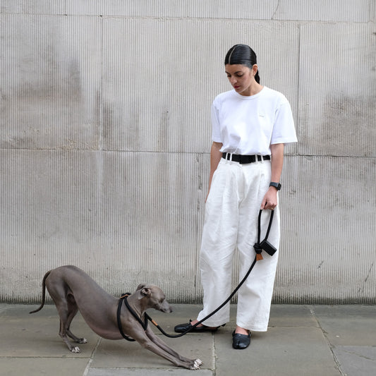 Luxury Meets Function: Our Favorite Stylish Dog Accessories from KINPUP
