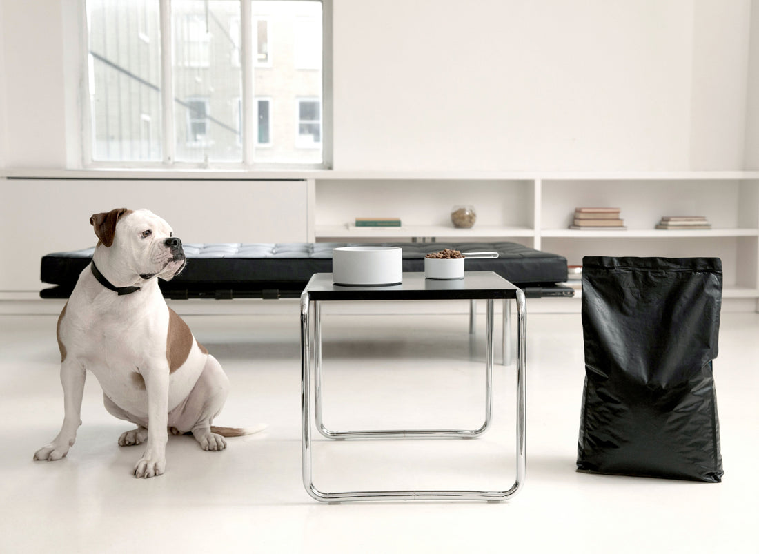 The Best Luxury Dog Accessories for Modern Dog Parents