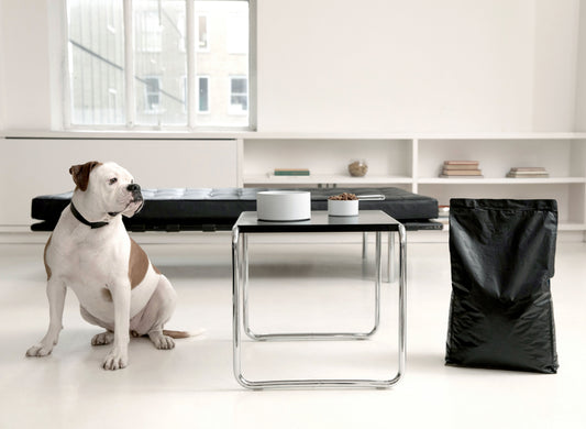 The Best Luxury Dog Accessories for Modern Dog Parents