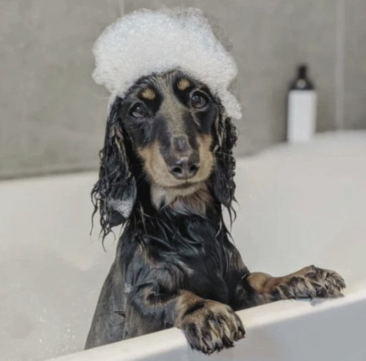 Why Using Dog-Specific Shampoo Matters More Than You Think