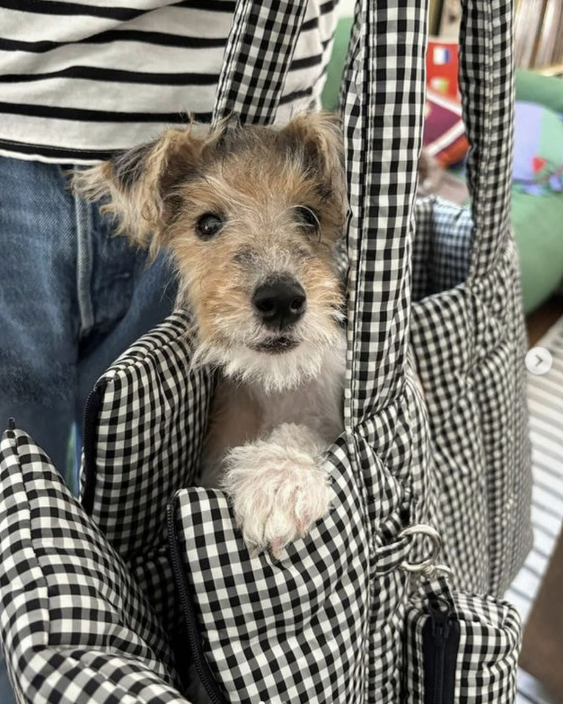 Dog Carrier Bags: A Guide for Small Dogs