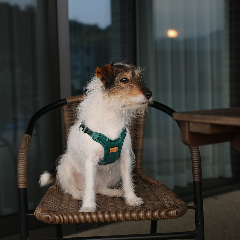 Comfort Dog Harness in Green