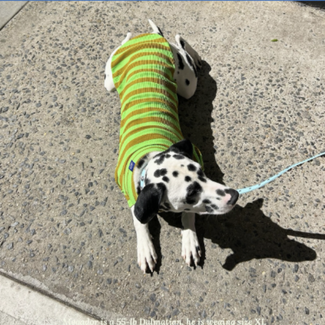 Fresh Grass Striped Sweatshirt