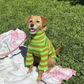 Fresh Grass Striped Sweatshirt