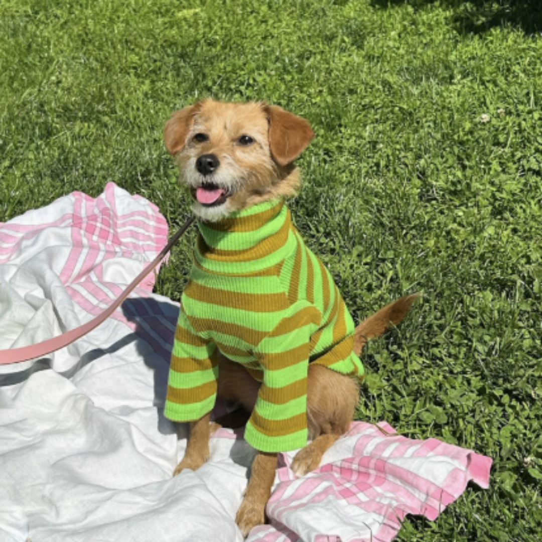 Fresh Grass Striped Sweatshirt