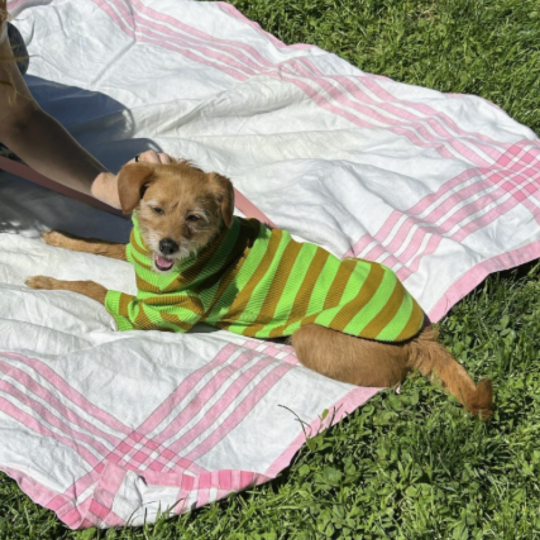 Fresh Grass Striped Sweatshirt