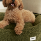 Snozy Sheep Dog Bed in Moss