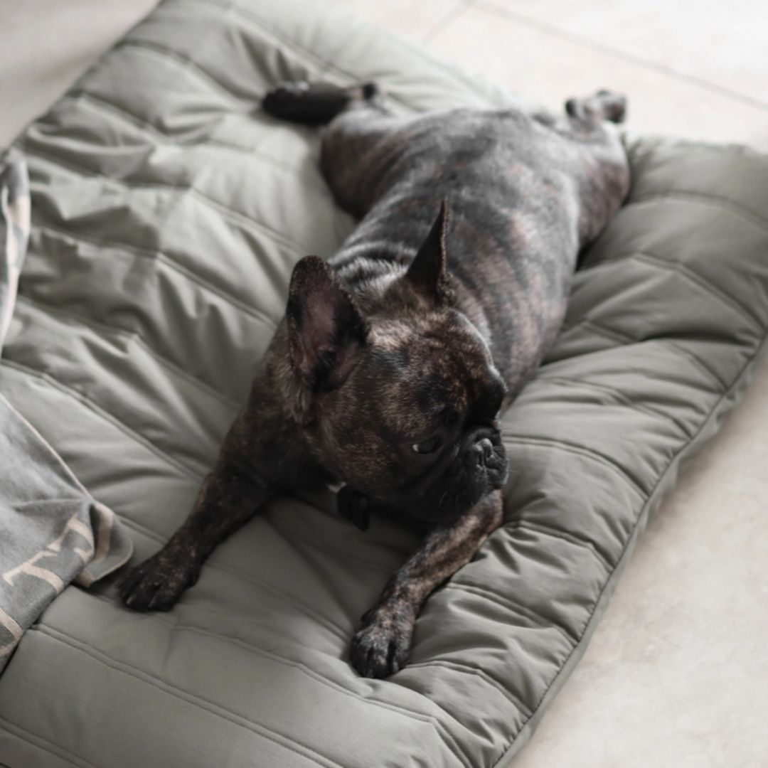 Maatin Dog Bed in Fern