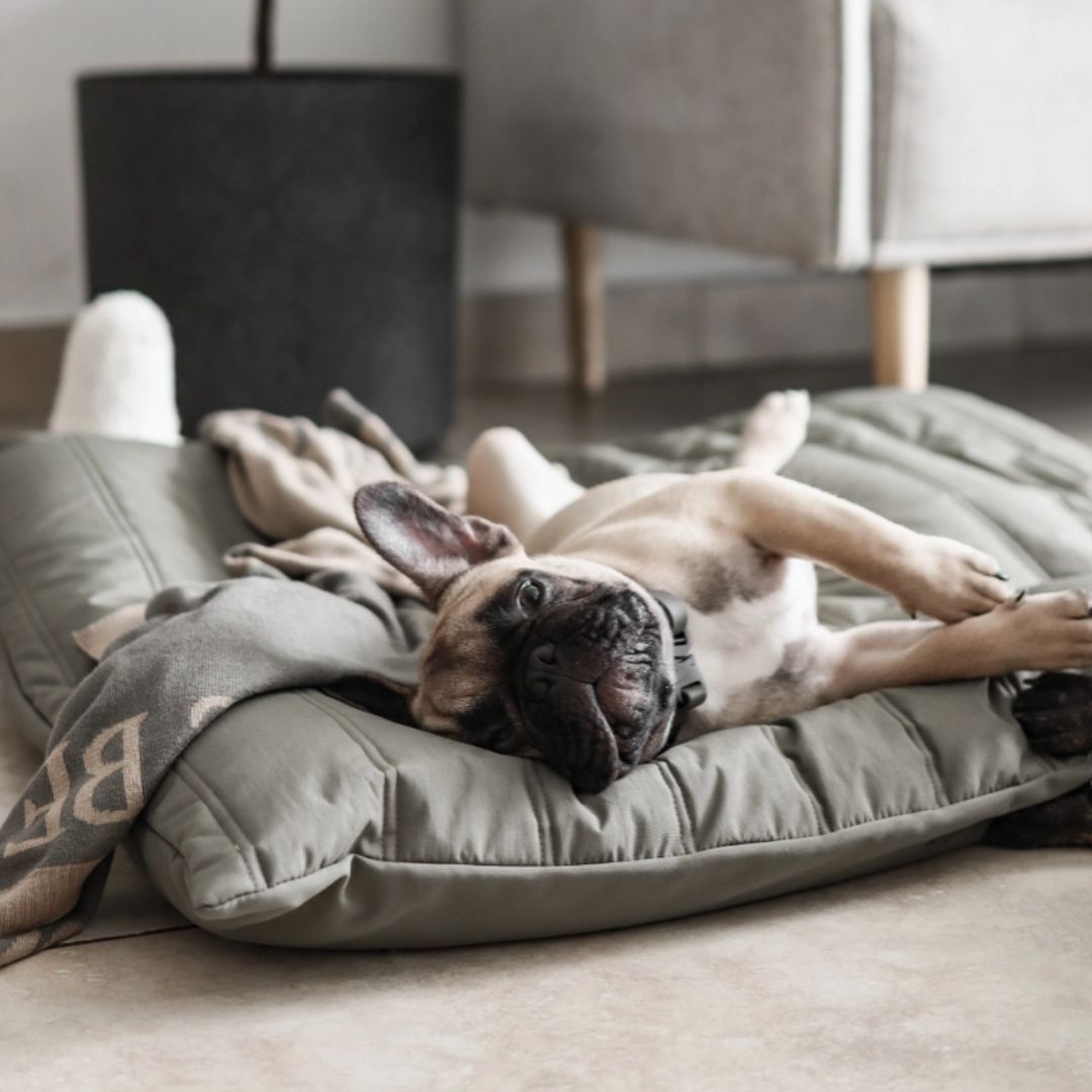 Maatin Dog Bed in Fern