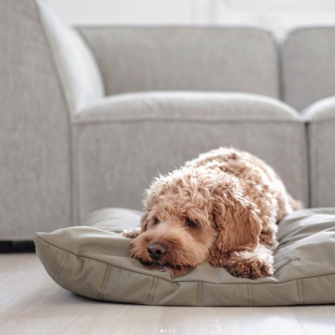 Maatin Dog Bed in Fern