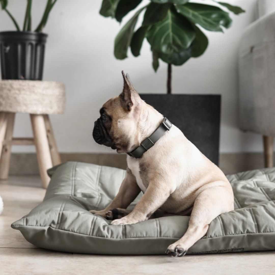 Maatin Dog Bed in Fern