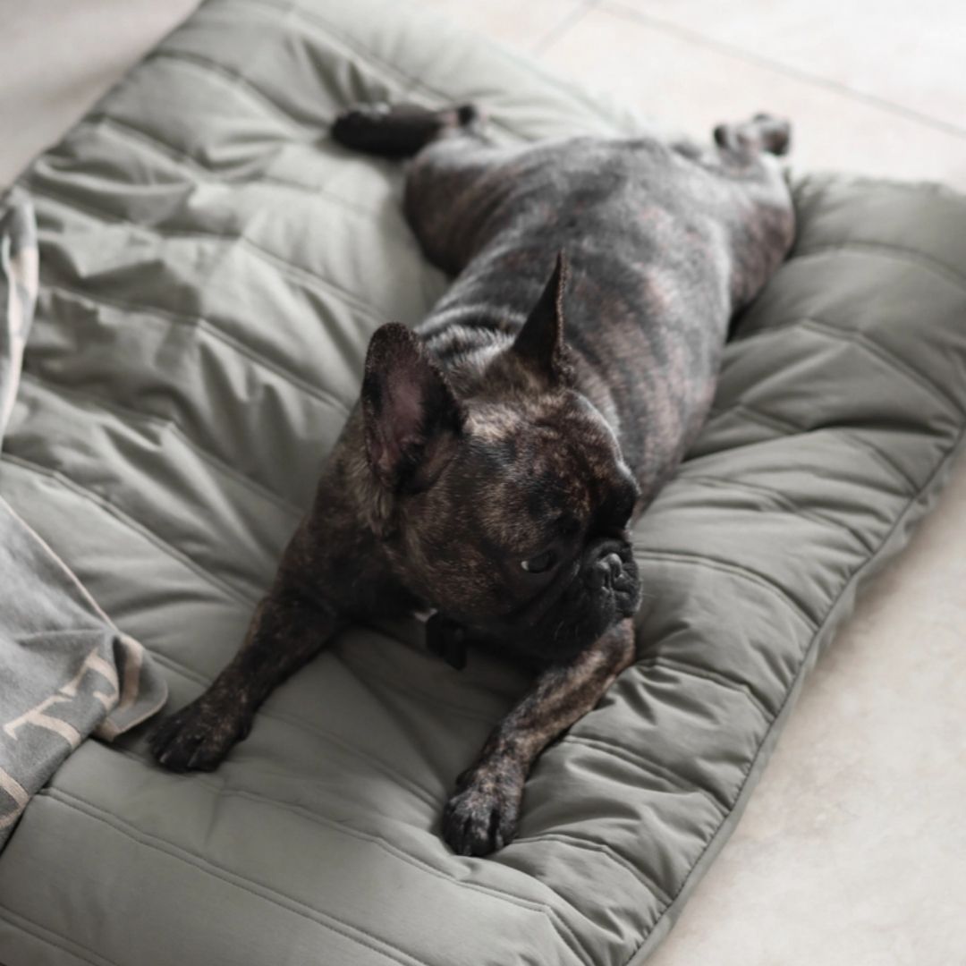 Maatin Dog Bed in Fern