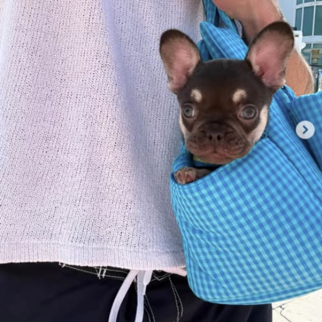 The Little Beast Mini Dog Carrier - Ocean Breeze Checkerbox