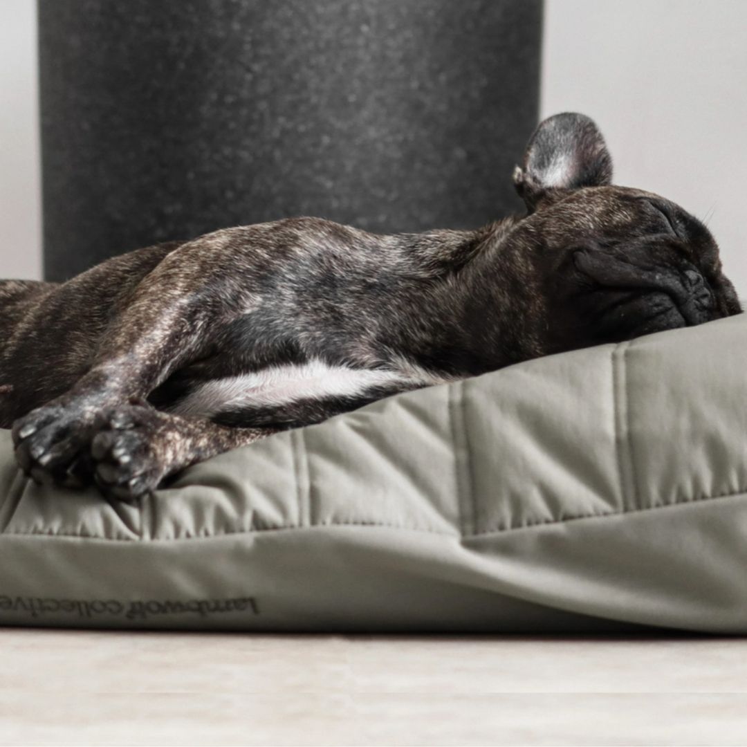 Maatin Dog Bed in Fern