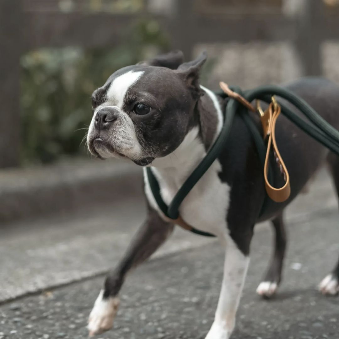 Ray All-in-One Dog Leash and Harness in Dark Green