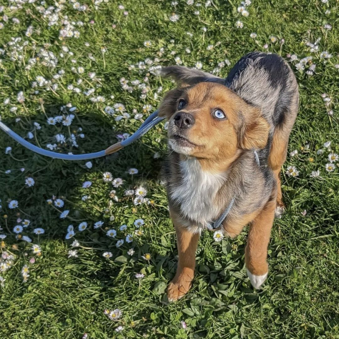 Ray All-in-One Dog Leash and Harness in Blue