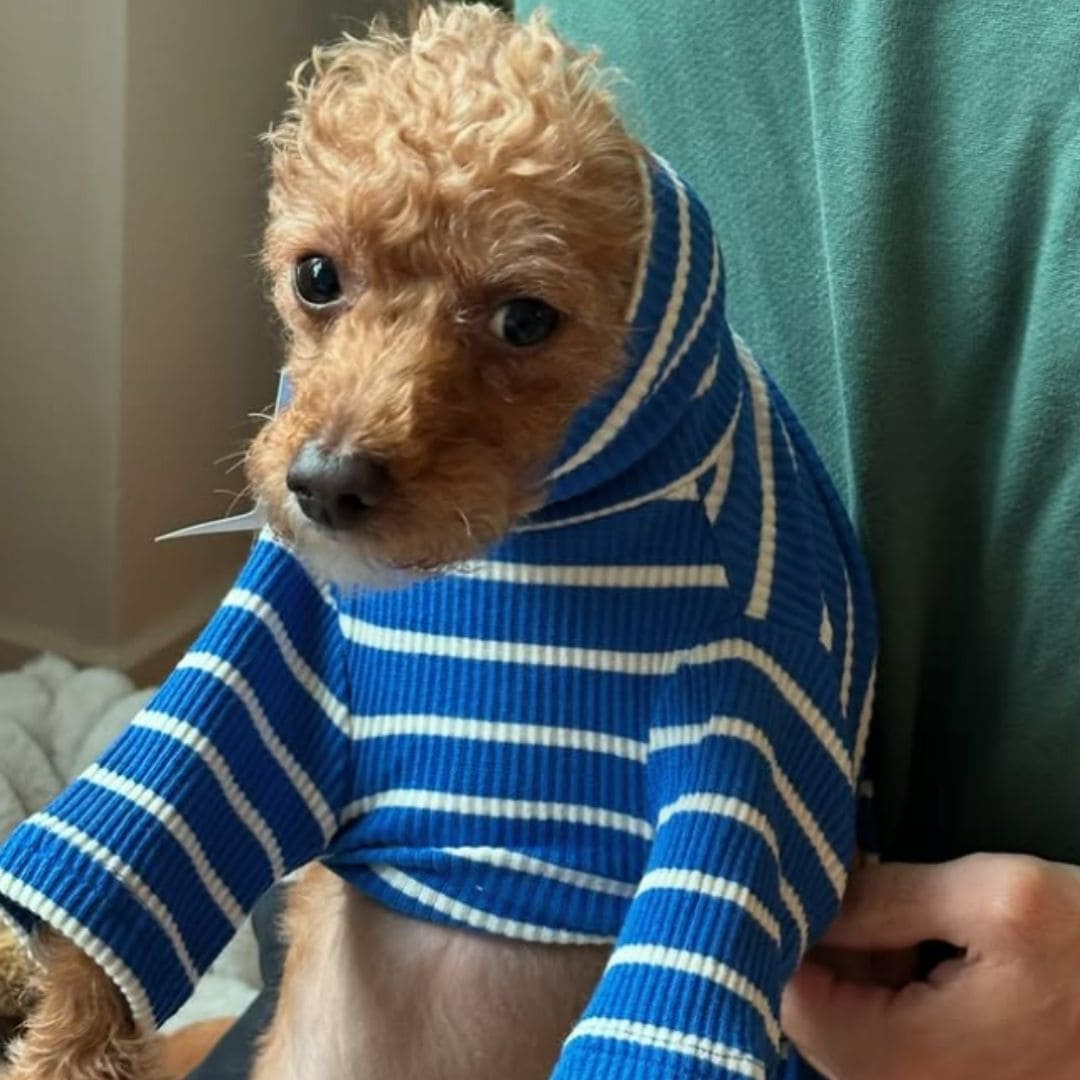 Little Beast Greek to Me Stripe Dog Sweatshirt Blue and White