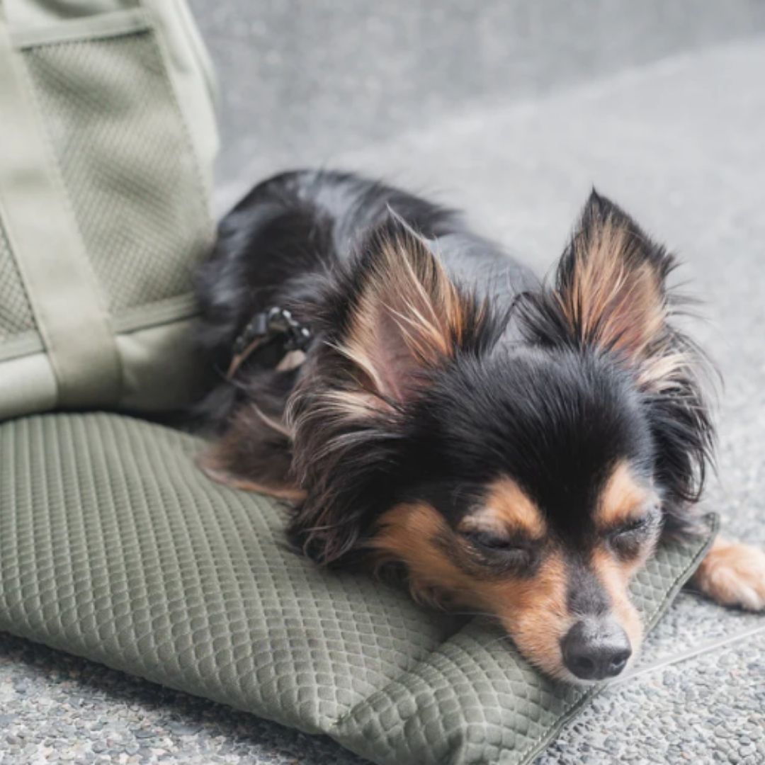 Subway Pet Carrier in Fern