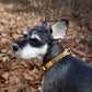 Easy Dog Collar in Yellow