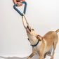 Triangle Tug Dog Chew Toy in Navy