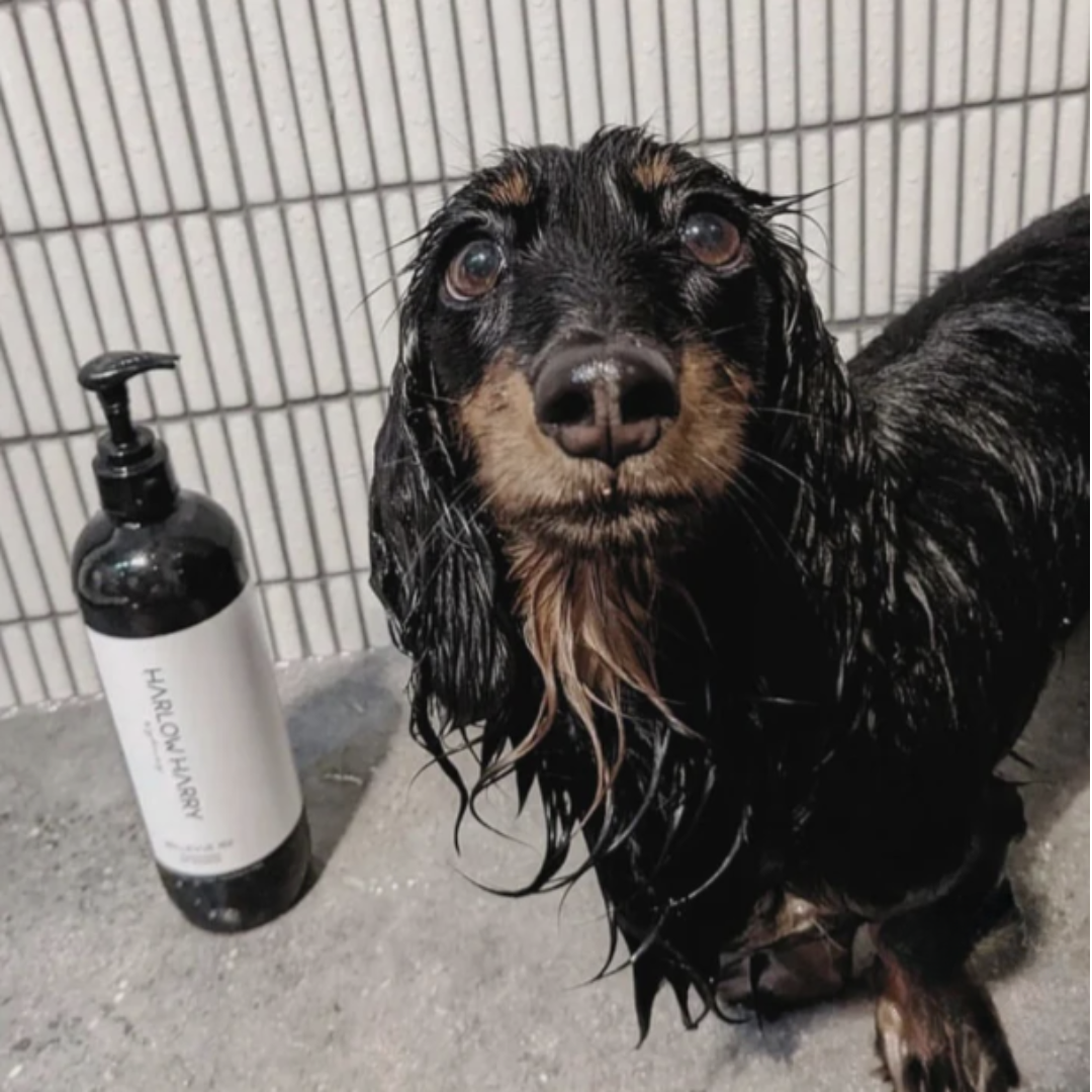 Dog Conditioning Shampoo | Hunter 33