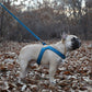 Buckle-up Easy Dog Harness in Blue