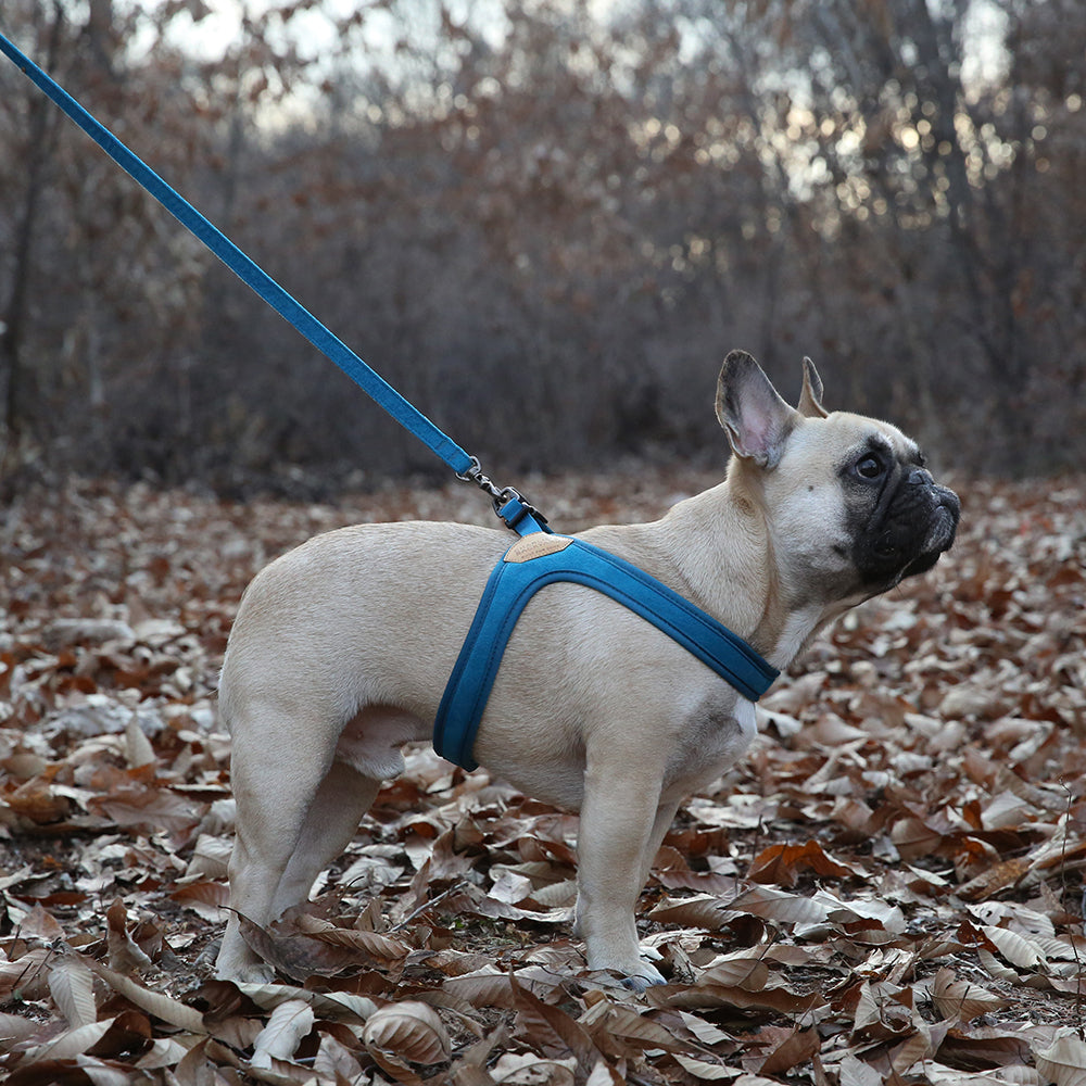 Buckle-up Easy Dog Harness in Blue