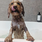Dog Conditioning Shampoo | Bellevue 162