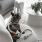 Ray All-in-One Dog Leash and Harness in Silver Grey