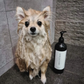 Dog Conditioning Shampoo | D'bacca 169