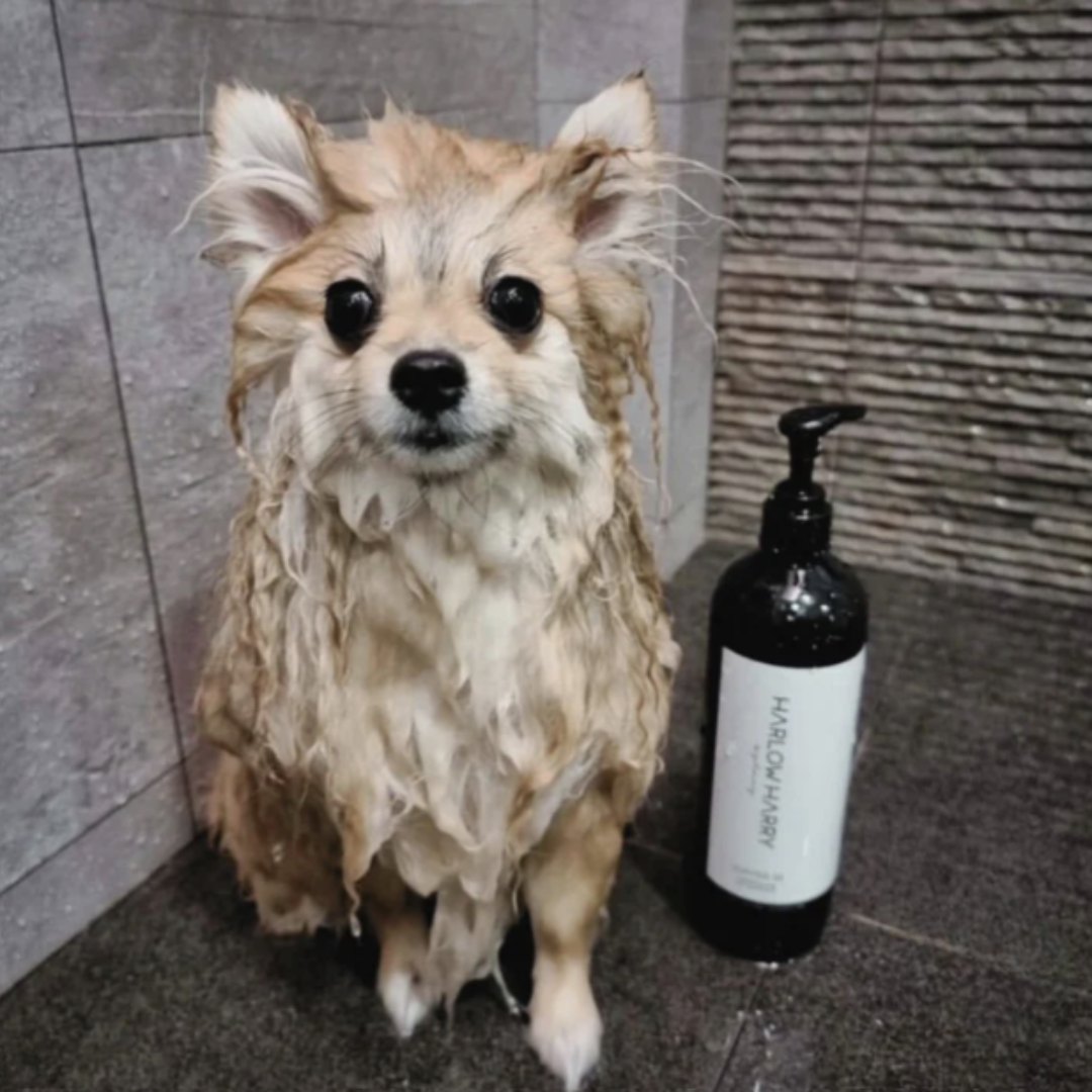 Dog Conditioning Shampoo | D'bacca 169