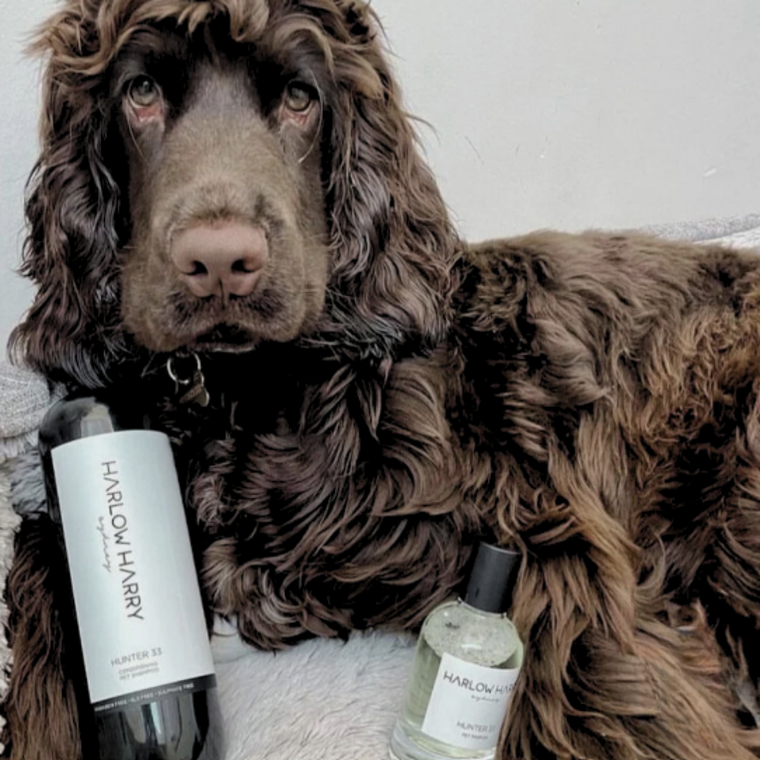 Dog Parfum and Shampoo Set | Hunter 33