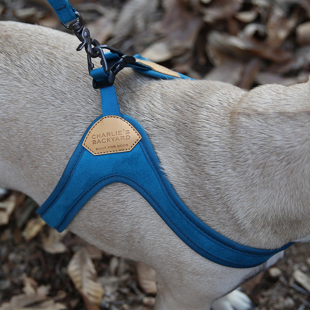 Buckle-up Easy Dog Harness in Blue