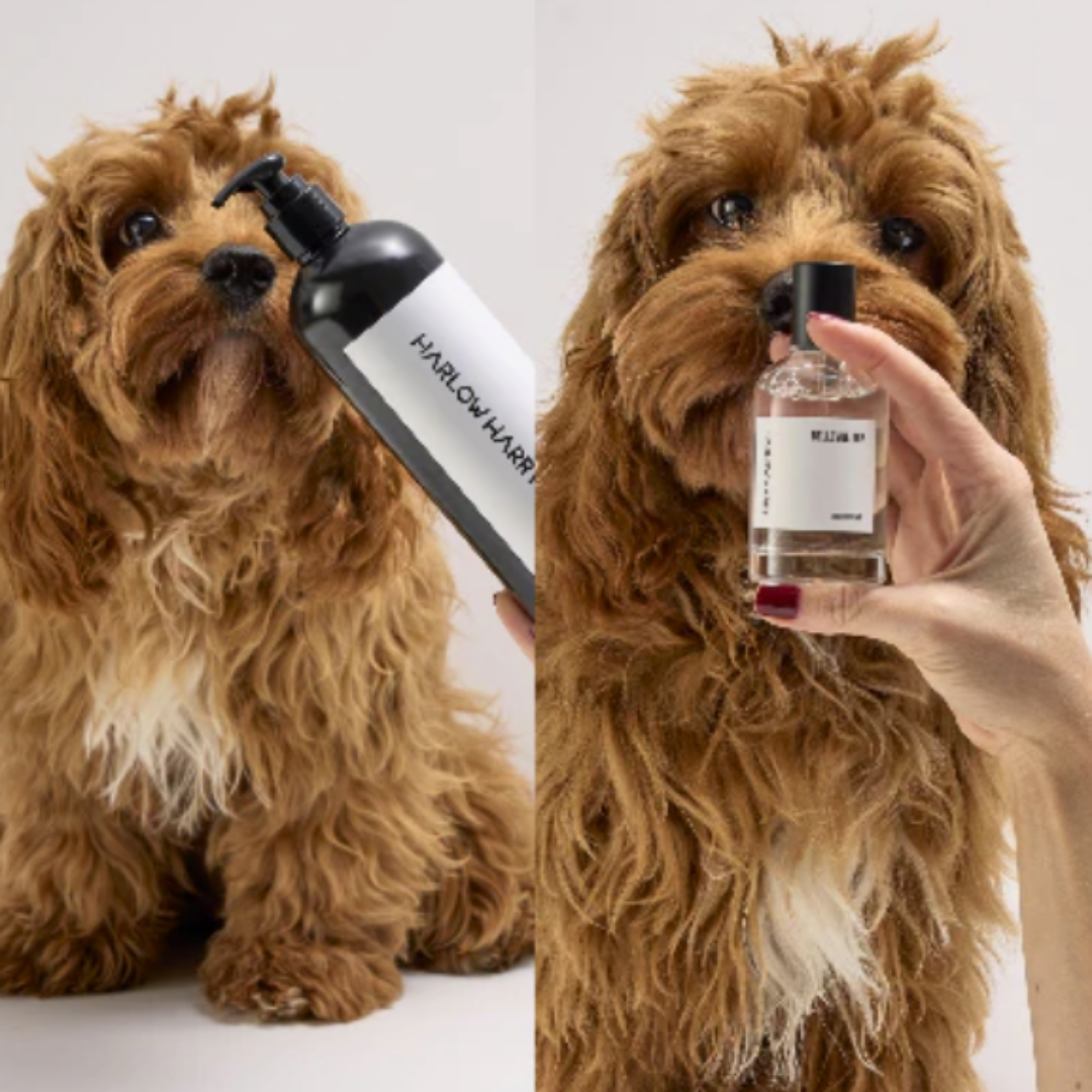 Dog Parfum and Shampoo Set | Bellevue 162