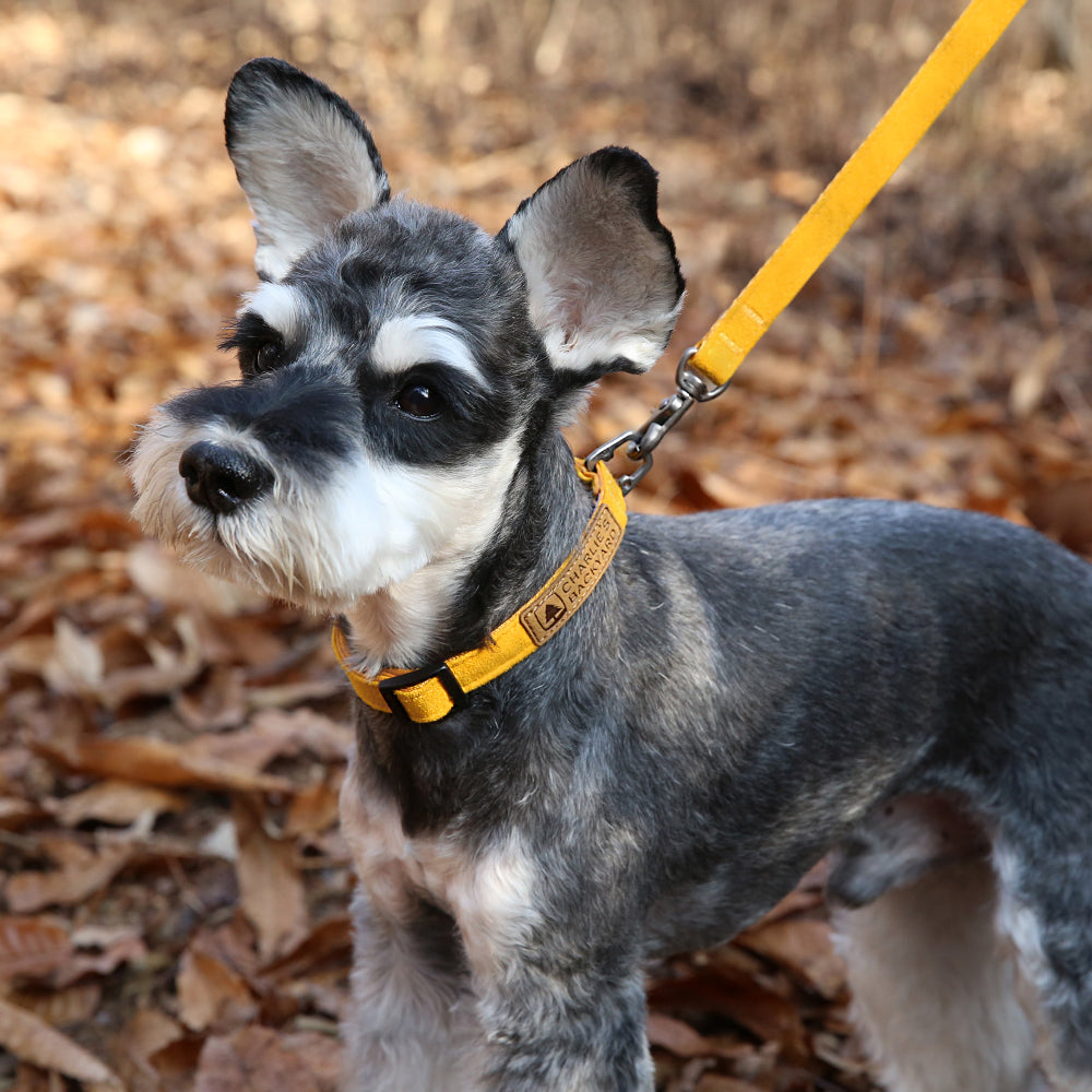 Easy Dog Collar in Yellow