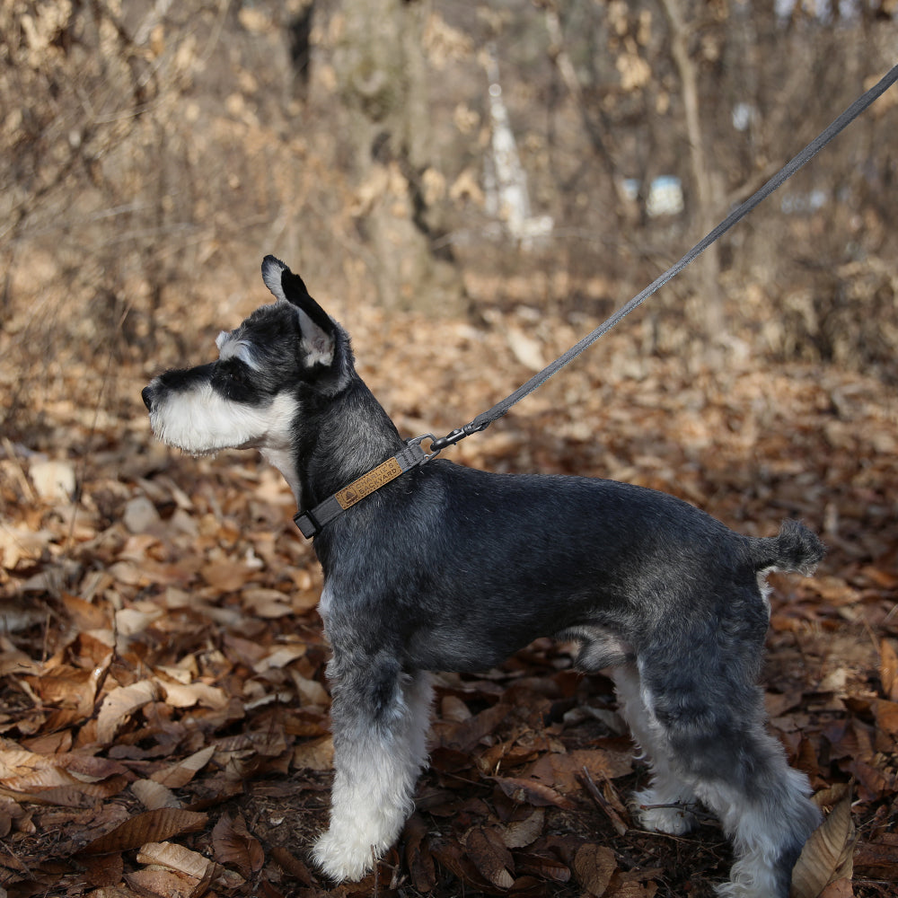 Easy Dog Collar in Grey