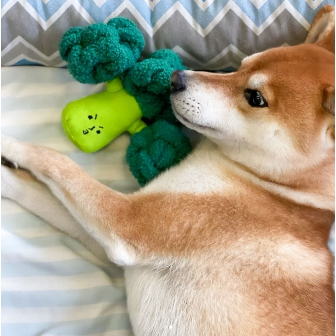 Broccoli Nose Work Plush Dog Toy