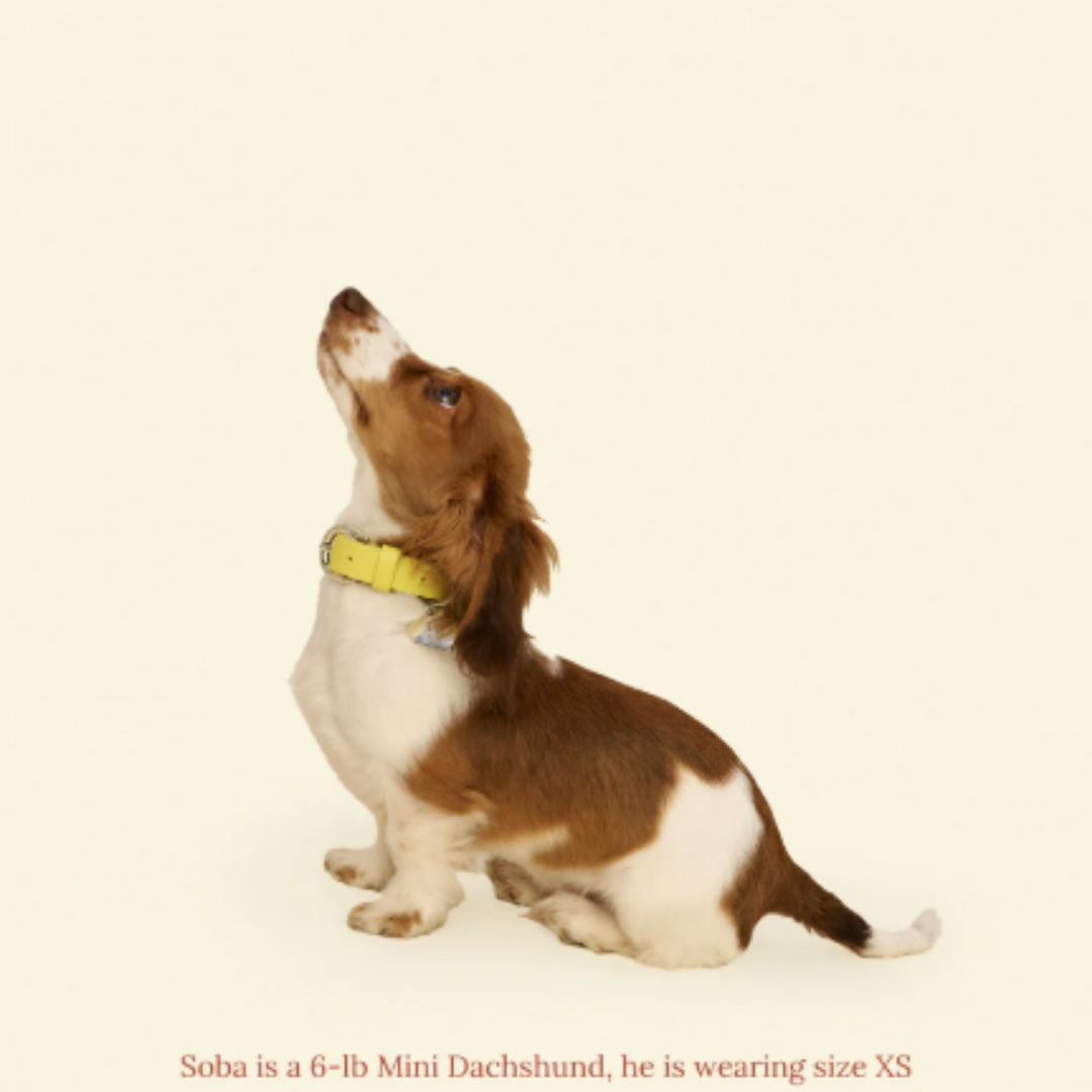 Buttercup Leather Dog Collar