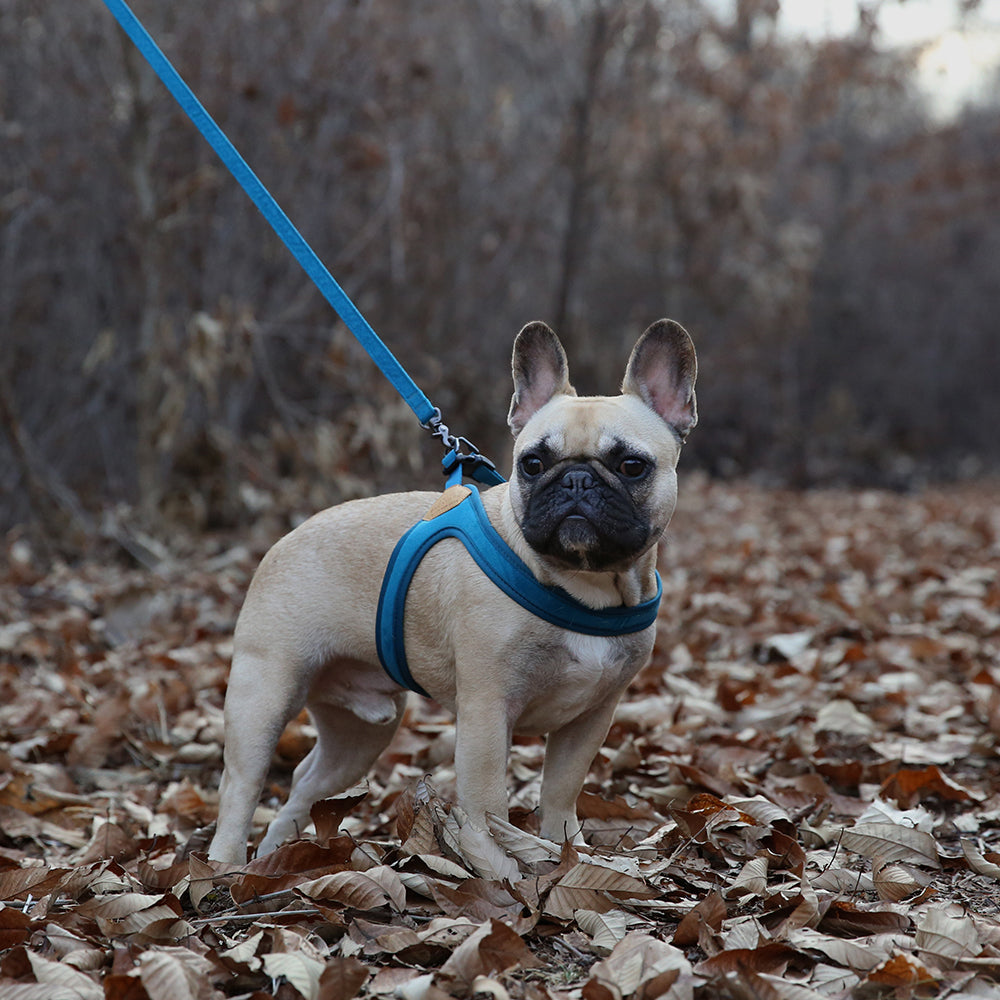 Buckle-up Easy Dog Harness in Blue